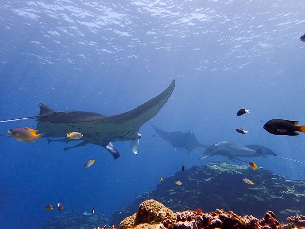 Ishigaki First Open Water Dives