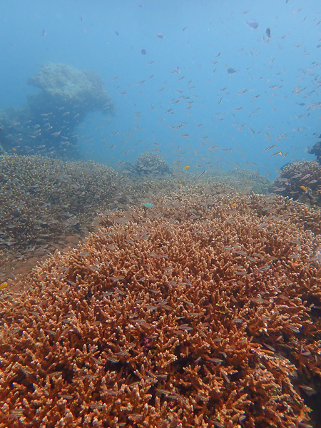 Departing from Sakieda for Relaxing Dives