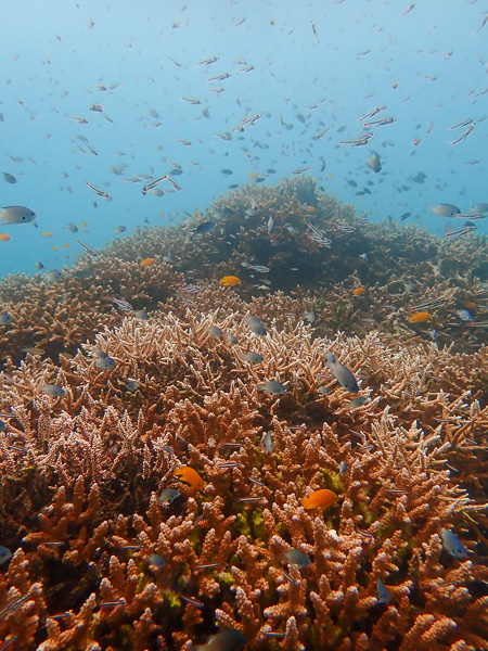 Departing for Fun Dives