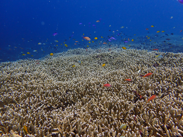 Last Dives Before the Typhoon