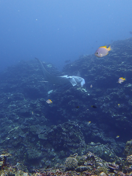 Diving in Kabira