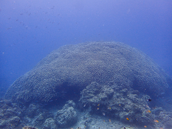 穏やかな海でサンゴに囲まれる